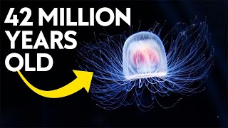 The Immortal Jellyfish Facts That Will SHOCK YOU [upl. by Keynes738]