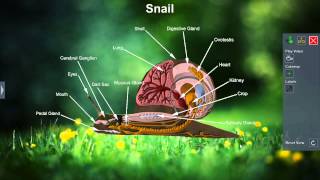 Snail [upl. by Samid]