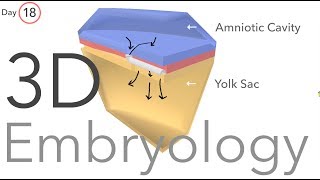 Gastrulation  Embryology [upl. by Albemarle]