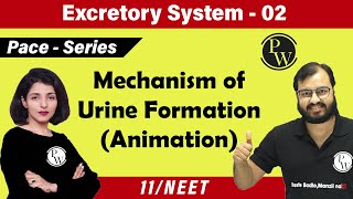 Excretory System  02 Chapter 19  Mechanism of Urine Formation  Class 11  NEET [upl. by O'Hara]