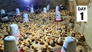 1000 BRAND NEW Baby Chicks for the Farm  Brooding Baby Chicks [upl. by Acissaj]