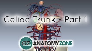 Celiac ArteryTrunk  Part 1  Anatomy Tutorial [upl. by Rudolph]