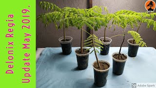 How to Grow Delonix regia  Flamboyant Tree  Gulmohar Krishnachura  Update May 2019 [upl. by Nnylirret]