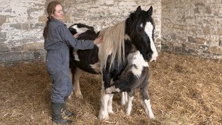 Poisoned horse beats the odds to survive [upl. by Meagher577]