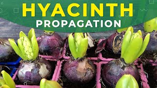 HYACINTH PROPAGATION FROM BULBS  Care for the plant [upl. by Ynaffi395]