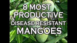 8 Most Productive amp Disease Resistant Mangoes in our South Florida garden [upl. by Anaitsirc490]