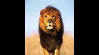 Les lions Africain Documentaire Animalier i [upl. by Drummond]