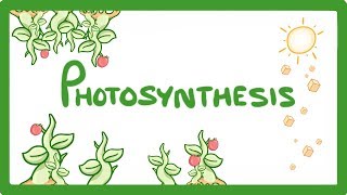 GCSE Biology  Photosynthesis 48 [upl. by Neicul]