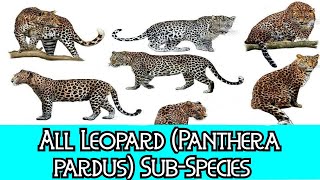 All Leopard Panthera pardus  SubSpecies  Species List [upl. by Aseeral563]