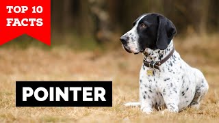 Pointer Dog  Top 10 Facts [upl. by Augustus830]