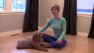 Medial Patellar Luxation  Dog Hanks Story [upl. by Malarkey485]