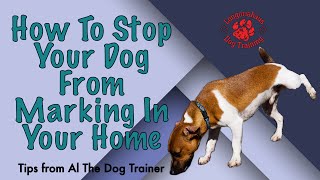 How To Stop Your Dog From Marking In Your Home  Tips From Al The Dog Trainer [upl. by Lucilla]