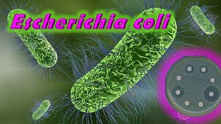 Escherichia coli y el Antibiograma [upl. by Weissman108]