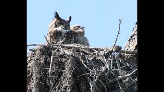 Floridas Owls  Whoo Is Making That Sound [upl. by Sander847]