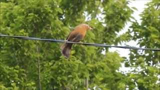 ガビチョウ（画眉鳥）の囀り Chinese Hwamei Garrulax canorus） in Japan HD [upl. by Pandich]