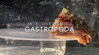 Introduction to Gastropoda [upl. by Wightman211]