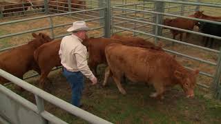 Setting Up Your Cattle Handling Facility [upl. by Carlisle]