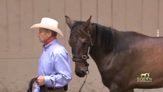 Learning to Use The Dually Halter [upl. by Jules]