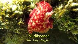 Spanish Dancer  Nudibranch Hexabranchus sanguineus [upl. by Cerracchio]