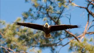 Bald Eagle or Osprey [upl. by Danby241]