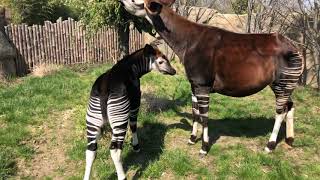 Home Safari  Okapi  Cincinnati Zoo [upl. by Idnahr]