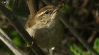 Bewicks Wren [upl. by Devaney691]