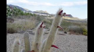 Camposol D Cactus Garden [upl. by Oahc]