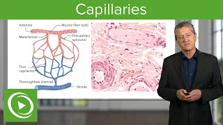 Capillaries Overview amp Definition – Histology  Lecturio [upl. by Giulia]