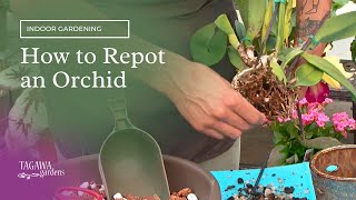 How to Repot or Transplant an Orchid by Tagawa Gardens [upl. by Dlawso]