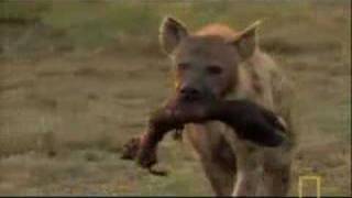 Single Hyena vs African Wild Dogs [upl. by Aracat]