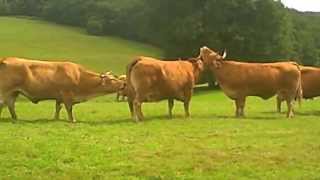 French Limousin Cows [upl. by Ahcsas115]