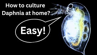 BEST Live Fish Food Beginner guide How to Culture Daphnia at home [upl. by Eenel]