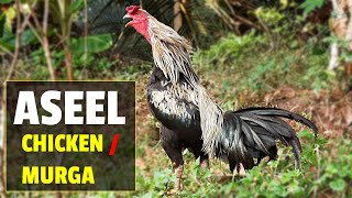 Aseel Chicken  Asil Chicken  Aseel Murga [upl. by Gorges200]