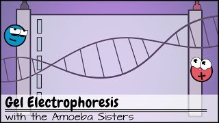 Gel Electrophoresis [upl. by Salvay877]