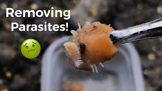 Removing Blood Sucking Parasites From Shrimp [upl. by Annawit35]