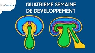 Quatrième semaine de développement  Embryologie générale [upl. by Kletter142]