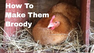 How to Make Hens Broody [upl. by Tristam]