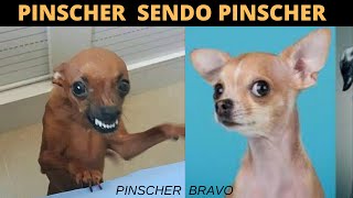 PINSCHER BRAVO  😂 TENTE NÃO RIR COM ESSAS CRIATURINHAS  Cachorro Pinscher [upl. by Nadya]