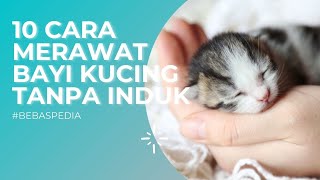 Cara Merawat Anak Kucing Tanpa Induknya [upl. by Lindell]