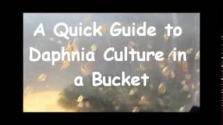 How to culture daphnia outside [upl. by Resor]