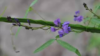 Types of Tropisms in Plants [upl. by Calandria]