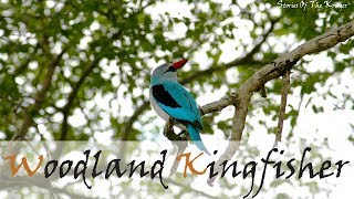 Woodland Kingfisher Bird Call  Stories Of The Kruger [upl. by Robison968]