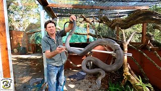 Massive Black Mamba At Lawnwood Snake and Reptile Park [upl. by Dara]