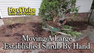 Transplanting A Large Established Shrub By Hand [upl. by Ehcram927]