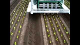 Automatic seedling planting machine on farm in Australia [upl. by Krisha263]