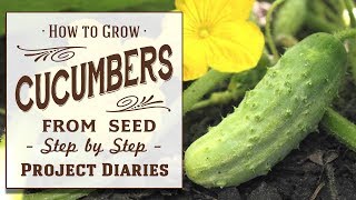 ★ How to Grow Cucumbers from Seed A Complete Step by Step Guide [upl. by Attenad143]