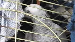 Parrot Swears During Argument with Owner [upl. by Ricketts]