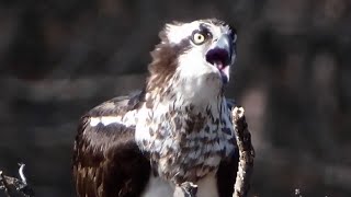 Osprey call sound amp flying  Bird [upl. by Ahsitauq406]