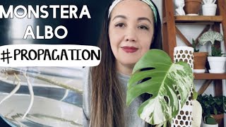 How to Propagate a Monstera Albo  Propagation and Rooting in Water  How to Prevent Root Rot [upl. by Aleyam]