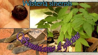 Come SEMINARE il GLICINE  Wisteria sinensis [upl. by Goldina]